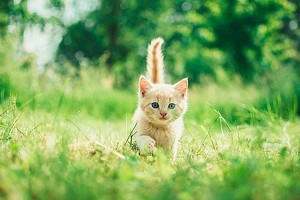 （示意图：互联网）