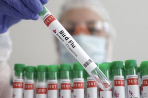 实验室人员拿着写有「禽流感」标签的试管。（图：路透社）