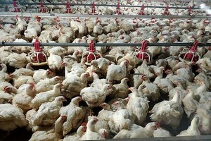 图为西宁省的一家白羽肉鸡养殖场一隅。（图：越通社）