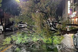 6月30日凌晨3时49分许，在大田市西区葛马洞一条公路附近，强风大雨致行道树倒伏，砸到了路边停放的汽车。 （图：韩联社）