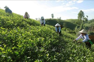 富寿省新山县种植茶叶面积最大。（图：越通社）