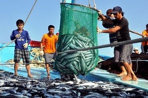 图为渔民捕捞海鱼。（图：越通社）