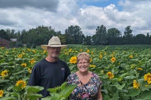 夫妇种两万株向日葵