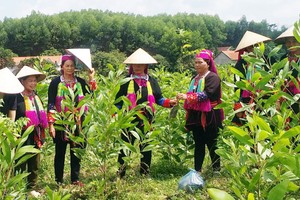 北江省山洞县妇女联合会向阳休乡瑶族贫困妇女提供造林幼苗的援助。（图：士决）