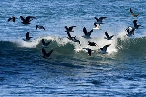 资料图：一群海鸟在新西兰惠灵顿海域逐浪。（图：新华社）