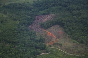 图为 2023年11月12日，哥伦比亚缉毒警察在哥伦比亚普图马约飞越一片被砍伐的森林，据当局称，该区域被用于种植古柯叶。（图：路透社）