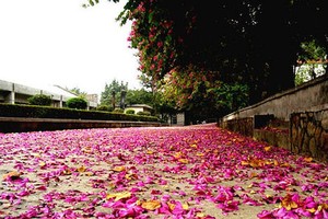 花开花落诗满地