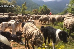 7月11日，希腊中部色萨利地区一些农场发现有羊感染小反刍兽疫病毒。此后，确诊病例增加，涉疫范围扩大。（图：新华社视频截图）