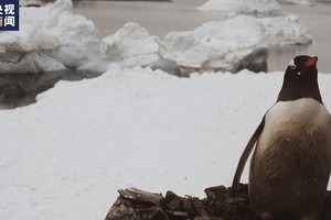 研究发现，在5个主要冰架区域，地表融水导致的南极冰架融水量比标准气候模型预测的结果高2.8倍。（图：互联网）