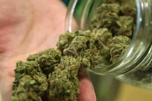 大麻。（图：互联网）