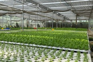 守德市骏玉合作社应用高新科技农业模式种植蔬菜。（图：何安）