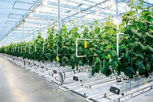 同奈省应用高新科技发展现代可持续农业。（图：安祥）