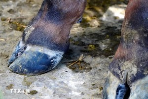 图为感染口蹄疫的牛脚趾。（图：越通社）