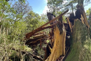 一棵树龄 3000 年或被台风吹倒