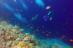 图为 2023年10月2日，人们在埃及西奈半岛达哈布蓝洞内的珊瑚旁深潜。（图：新华社）