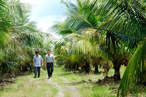 种植椰子的每一家庭户年收入可达数亿元。（图：宝玲）