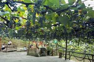 中方刺葡萄百年老藤