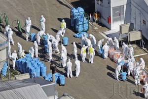 10月17日上午，相关人员在北海道厚真町的养鸡场推进扑杀作业。（图：共同社）