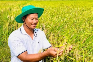 后江寻求措施提高稻米价值链。（示意图：后江报）