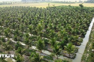 图为茶荣省州城县良和乡的椰子种植区一隅。（图：越通社）