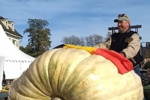 范吉尔种出巨型南瓜。（图：互联网）