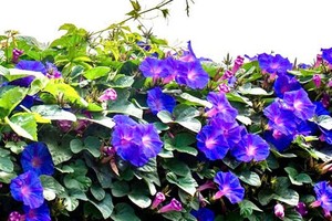 南方的秋，在如母的秋水里（上）