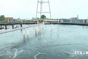 宁平省金山县金海乡采用高产优质技术的白对虾养殖模式。（图：越通社）