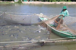 同塔省三农县巴沙鱼养殖场收获一瞥。（图：越通社）