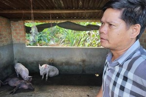 猪只采样检测结果显示，样品对非洲猪瘟疫情病毒呈阳性反应。（图：友福）