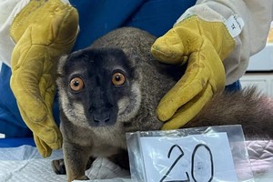 近千只濒危动物被遣返回马达加斯加