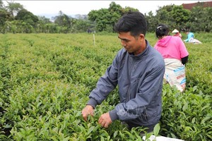 太原省大慈县天汇乡农民正在采摘冬茶。（图：越通社）