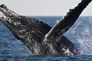 长鬚鲸被世界自然保护联盟列为濒危物种。（图：AFP）