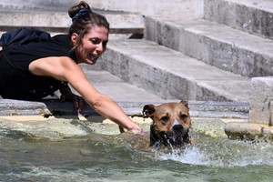 图为2024年8月14日，在意大利罗马，一只狗跳入喷泉。（图：新华社）