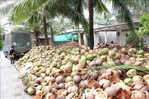 梂棋县三乂乡椰农正收获椰子。（图：越通社）