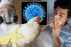 美国确认首例人感染 H5N1 型禽流感重症病例。（示意图：Getty Images）