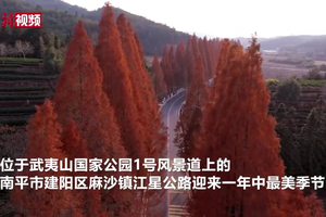 武夷山国家公园1号风景道美景惹眼：水杉披红妆扮靓公路画廊