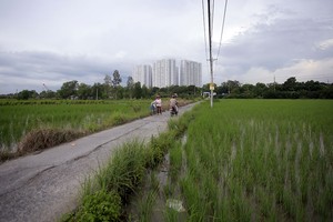 图为平政县稻田土地一隅。（图：玉阳）