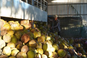 椰子价格正创新高。（图：民智）