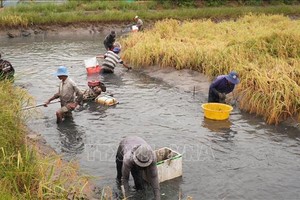 稻虾间作模式日益发挥效果并带来高经济效益。（图：越通社）