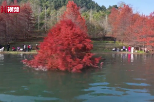 重庆忠县：红杉碧水交相辉映 景美如画