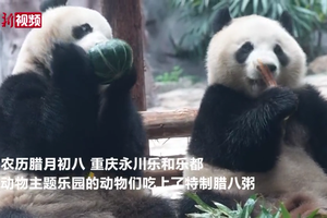 重庆永川：大熊猫、猩猩吃上特制腊八粥