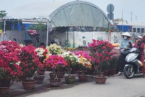 春节花卉市场活跃