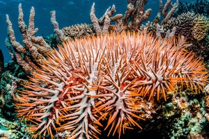 （示意图：互联网）