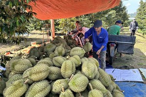 越南企业在向农民提供绿色经济转型措施的同时也应包销产品。