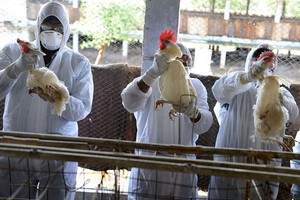 比利时东部圣希利斯-瓦斯市一处养鸡场发现高致病性禽流感病例，为防疫情扩散，农场约15万只肉鸡被扑杀。（示意图：互联网）