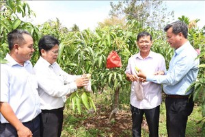 在沿海沙丘地种植四季芒的模式，每年每公顷可获1.5亿至2亿元。