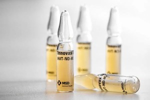 荷兰南部博克斯梅尔默沙东动物保健公司实验室内，展示抗禽流感疫苗“Innovax-ND-H5”剂量。（图：ANP/法新社）