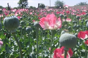  阿富汗南部种植的罂粟。（图：联合国）