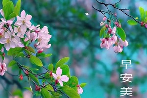 早安问候图的“好”与“坏”