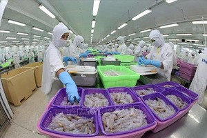 滀臻省Sao Ta食品股份公司虾类产品加工出口。（图：越通社）